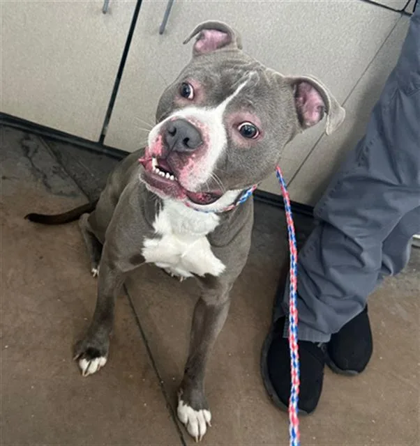 A young large-sized male Mixed Breed dog named Dior for adoption in Dallas, TX