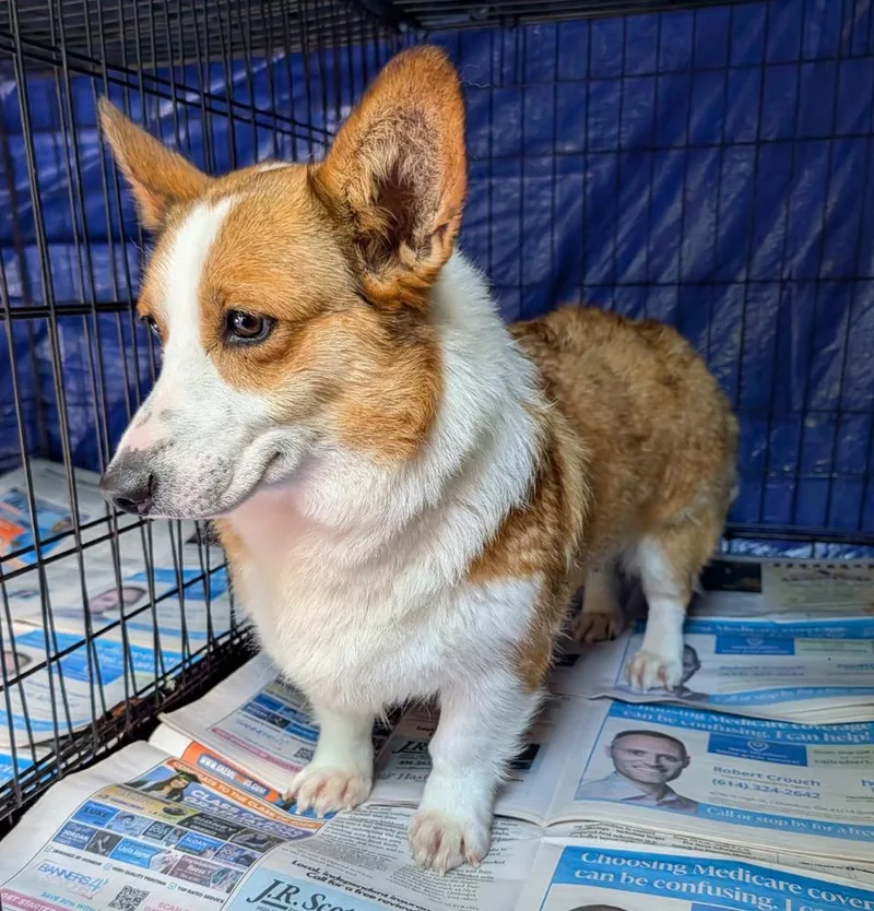 An adult medium-sized female Cardigan Welsh Corgi dog named Fergie for adoption in Columbus, OH