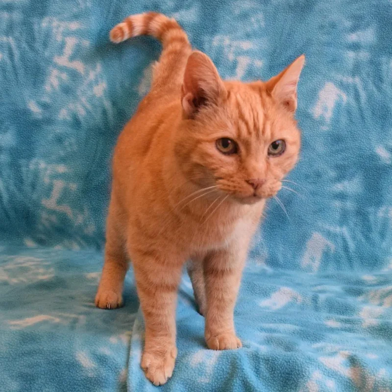 An adult medium-sized male Orange / Red Domestic Short Hair cat named Marmalade for adoption in Eureka, CA