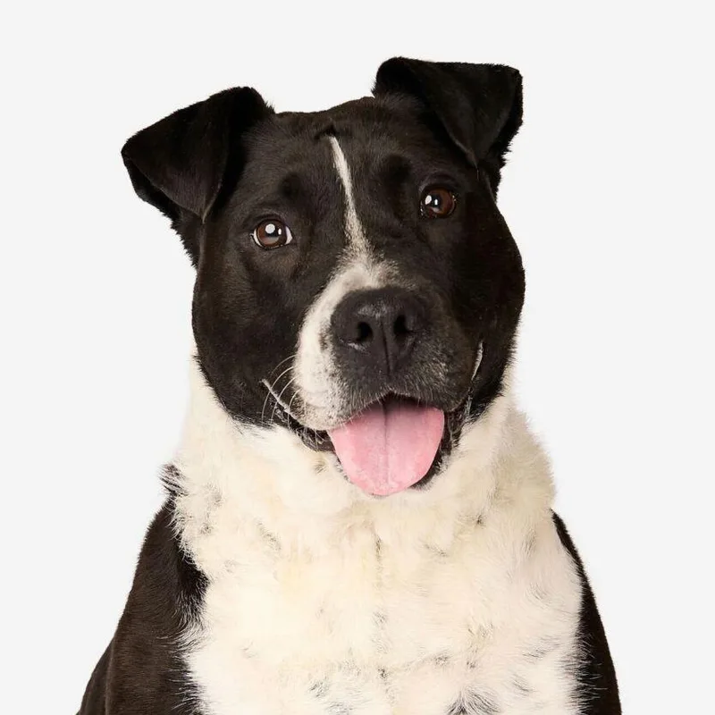 An adult large-sized female Black Cattle Dog dog named Rosemary for adoption in San Diego, CA