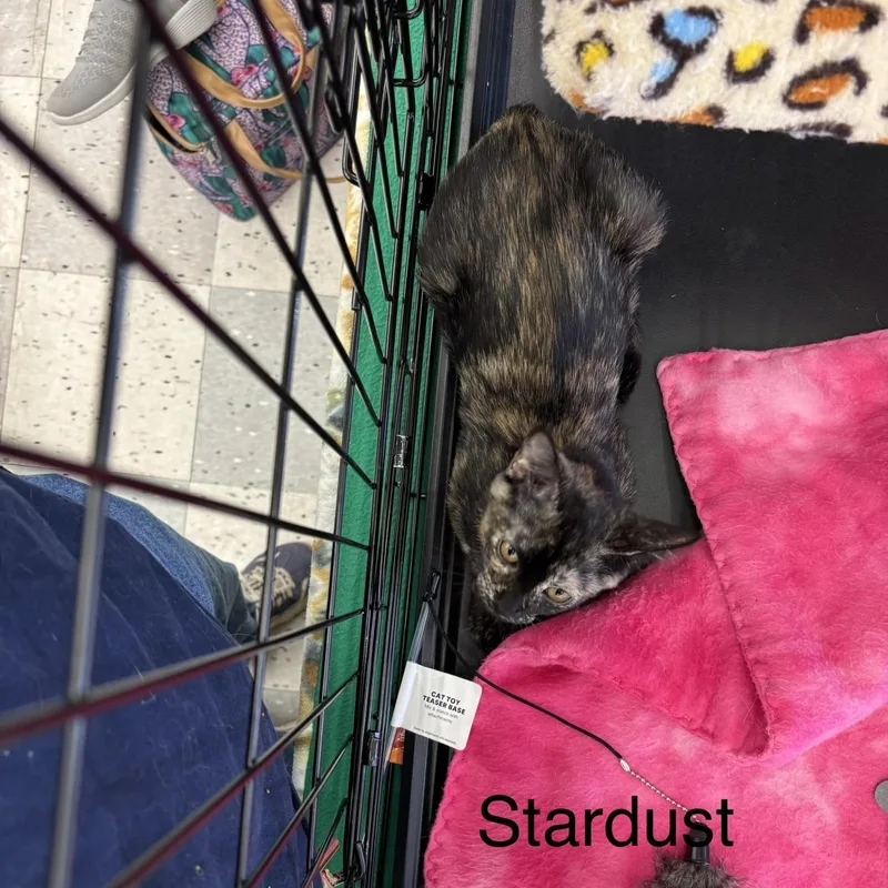 A baby medium-sized female Tortoiseshell Domestic Short Hair cat named Stardust M. for adoption in Sacramento, CA
