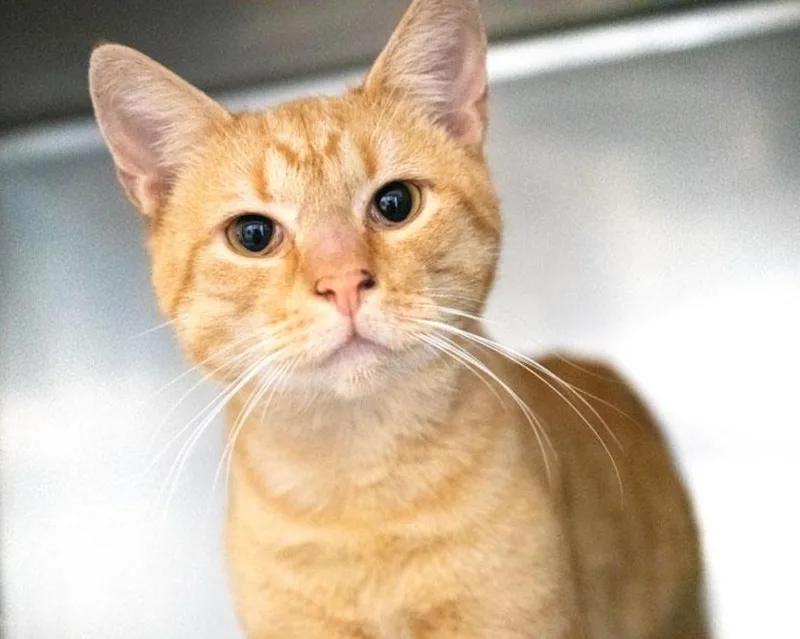A young medium-sized male Orange / Red Domestic Short Hair cat named Egbert for adoption in Avondale Estates, GA