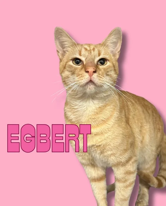 Egbert thumbnail 3