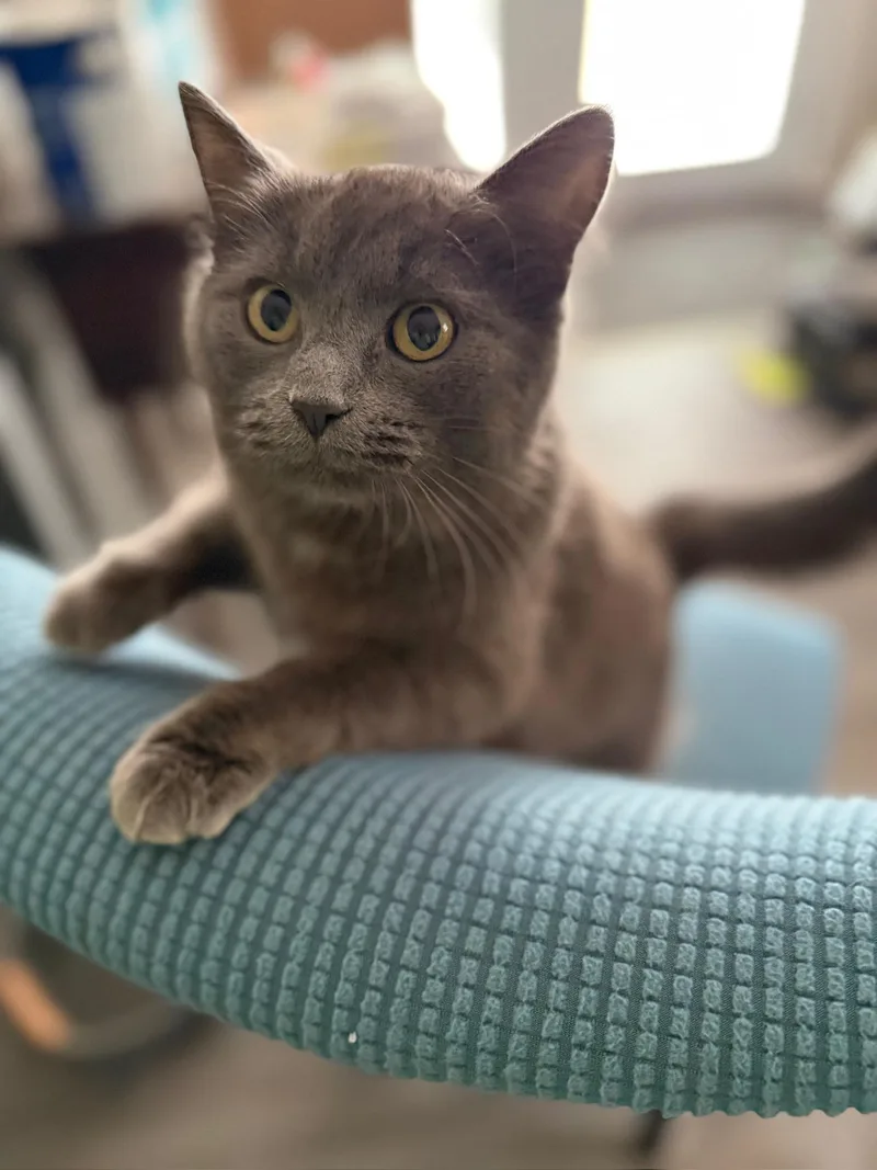 A young medium-sized female Gray / Blue / Silver Domestic Medium Hair cat named Estelle for adoption in Hartville, OH