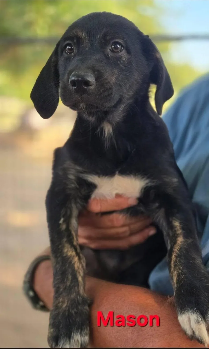 A baby medium-sized female Plott Hound dog named Mason for adoption in Palos Heights, IL