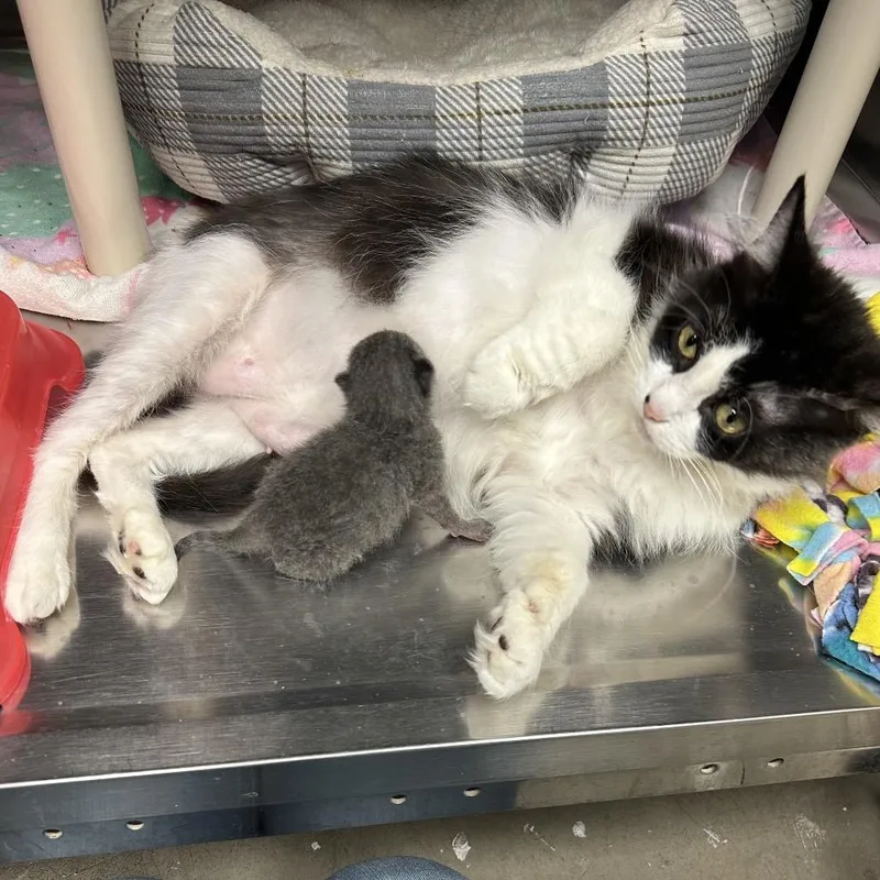 A young medium-sized female Black Domestic Medium Hair cat named Pineapple for adoption in Mentor, OH
