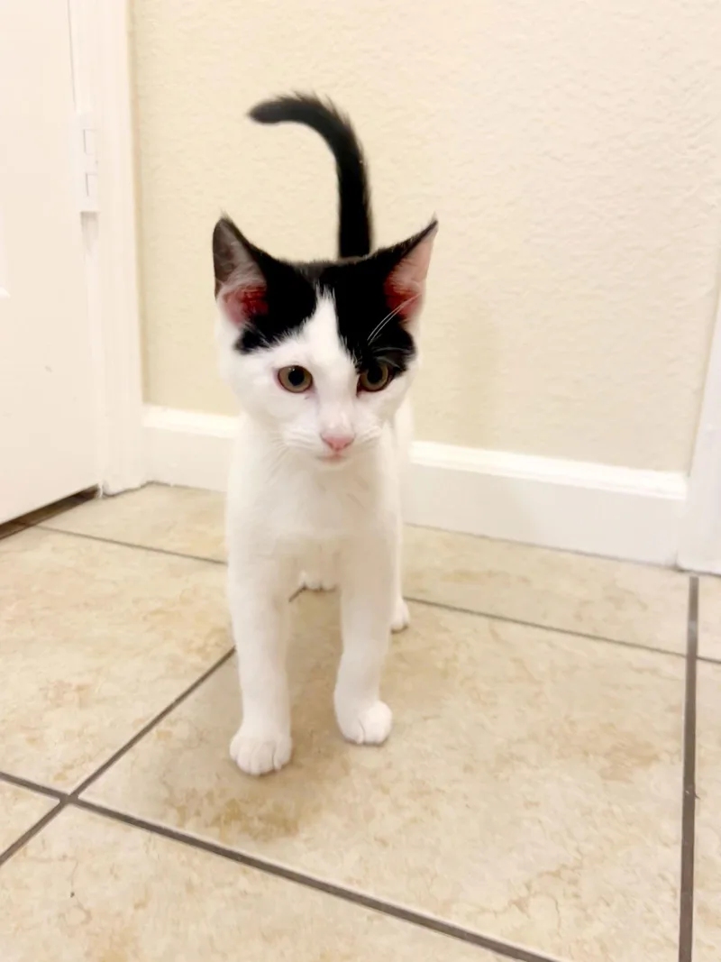 Bobba & Chai thumbnail 2