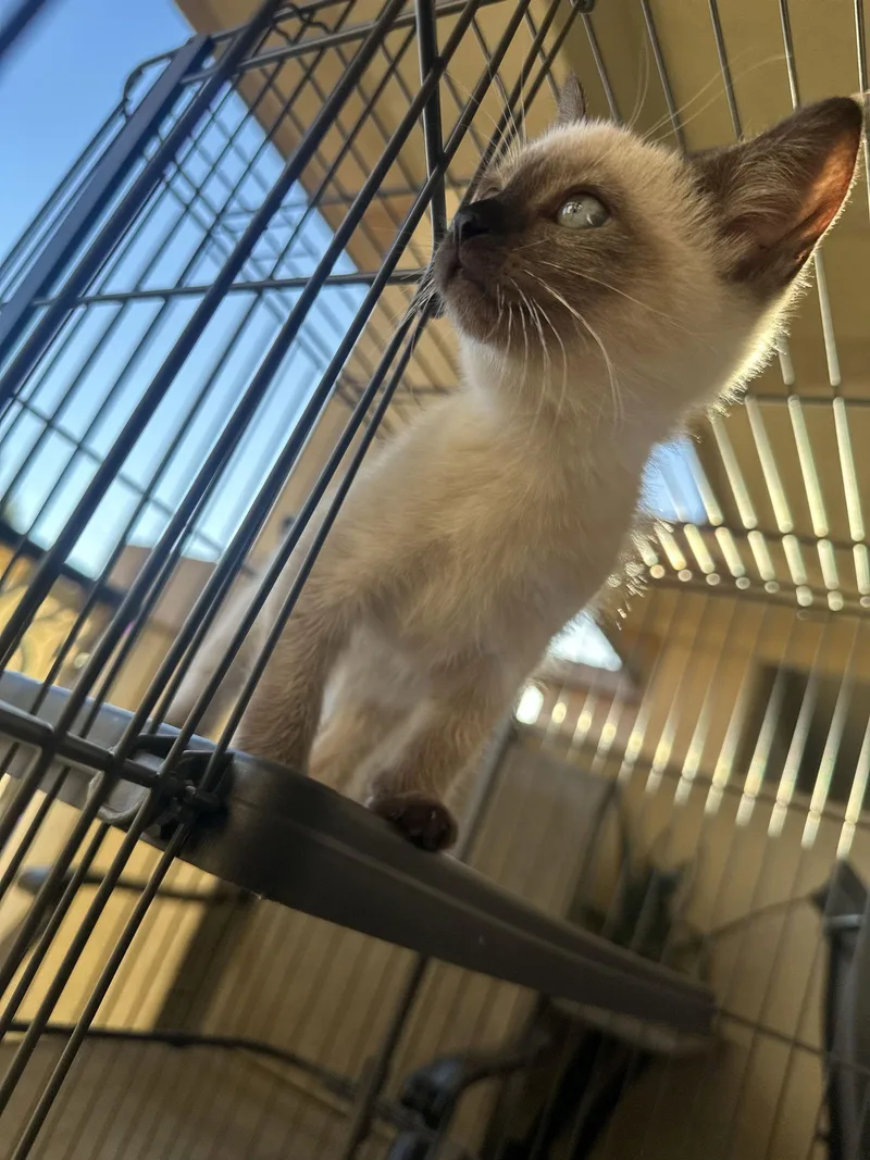 Bobba & Chai thumbnail 3