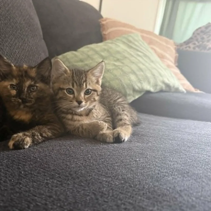 A young medium-sized male Tabby (Brown / Chocolate) Domestic Short Hair cat named Pepper for adoption in Lancaster, KY