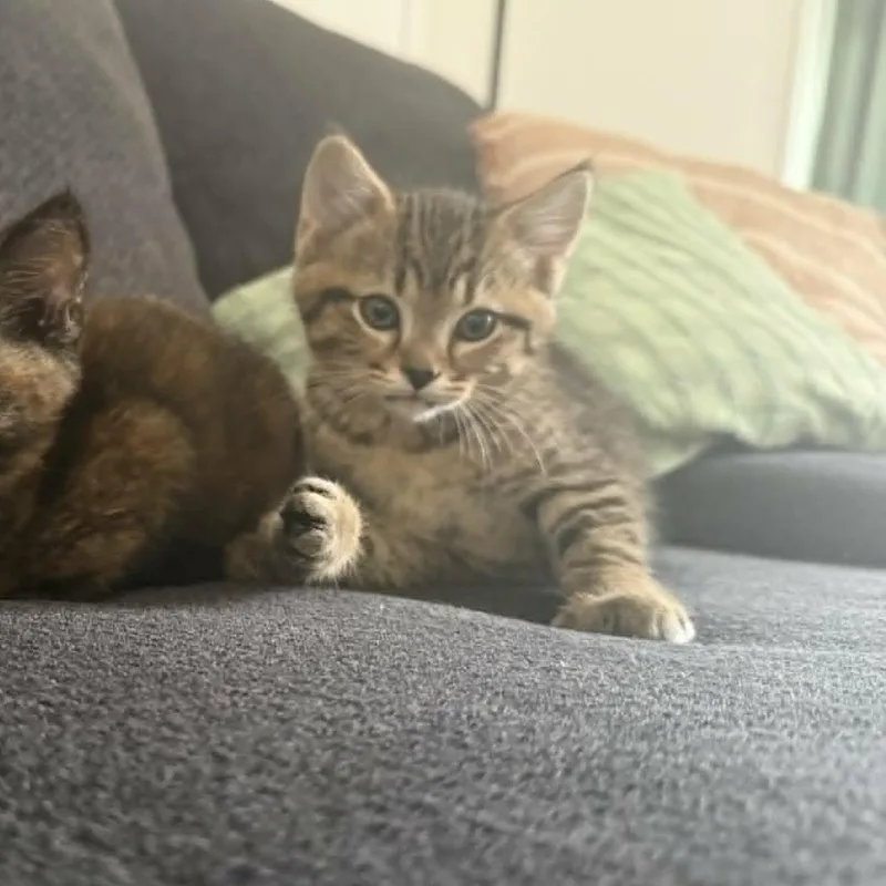 Pepper thumbnail 2