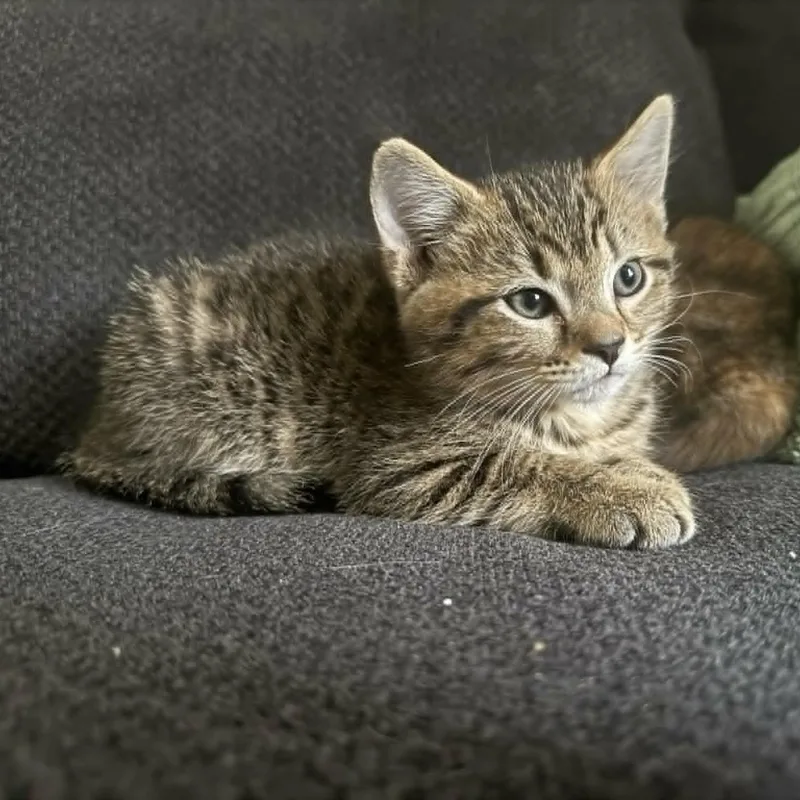 Pepper thumbnail 3
