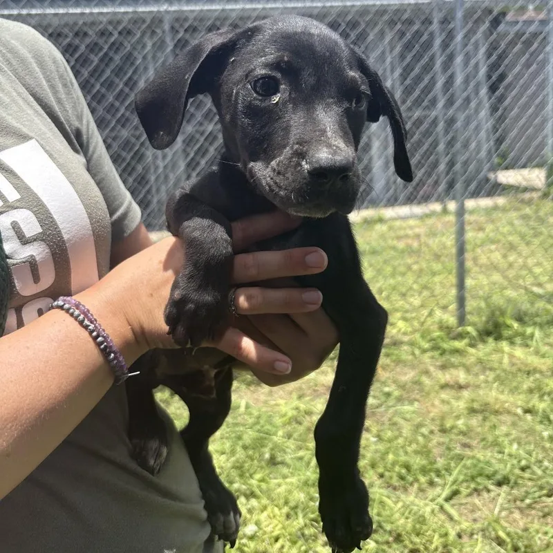 A baby medium-sized male Black Mixed Breed dog named Duke for adoption in Austin, TX