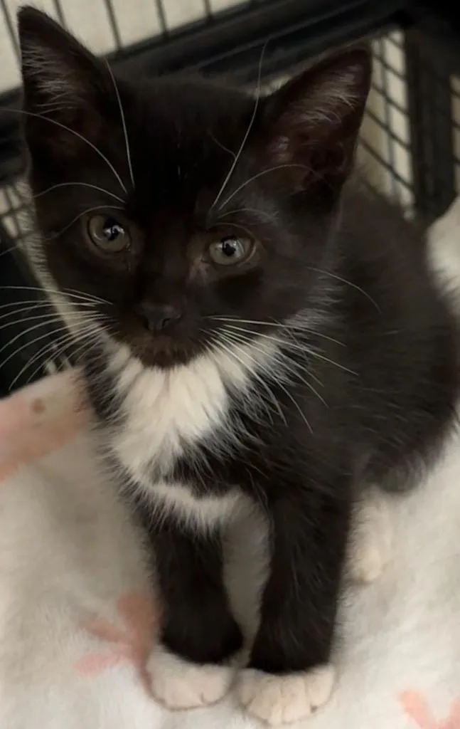 A baby small-sized female Domestic Short Hair cat named Bree for adoption in Elizabethton, TN