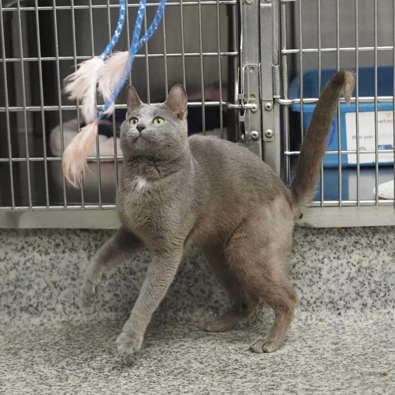 An adult small-sized male Gray / Blue / Silver Domestic Short Hair cat named Spike for adoption in Falls Church, VA
