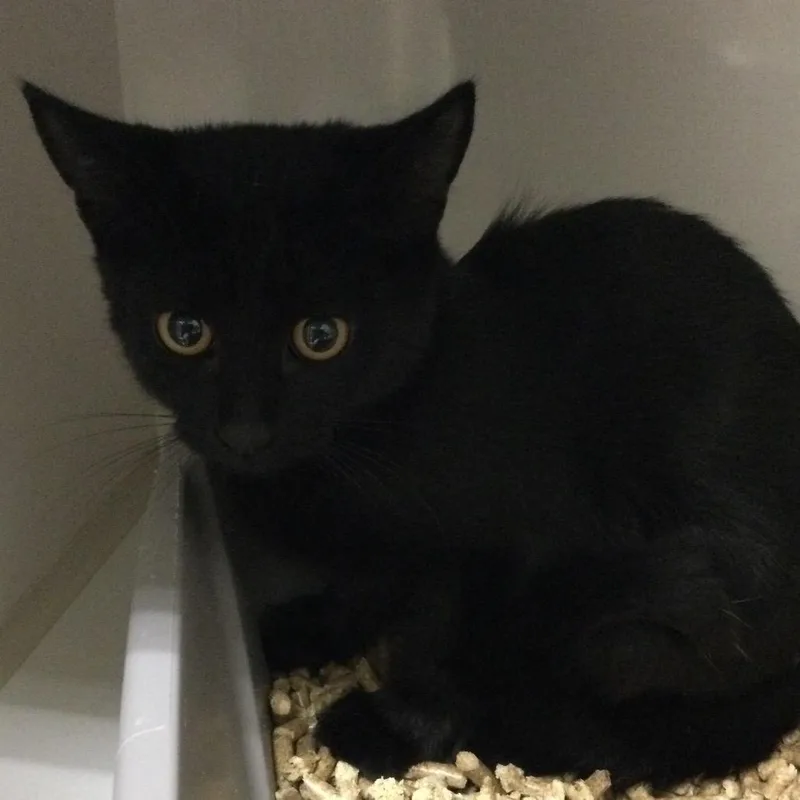 A baby small-sized male Black Domestic Short Hair cat named Gudetama for adoption in Redwood City, CA