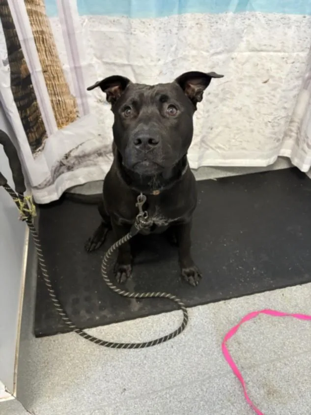 An adult large-sized male Labrador Retriever dog named A for adoption in Olivehurst, CA