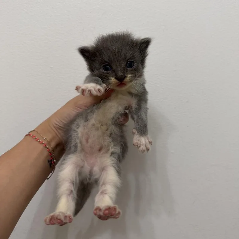 A baby medium-sized male Gray & White Domestic Short Hair cat named Van for adoption in Chattanooga, TN