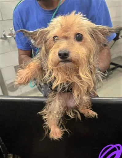 An adult small-sized female Mixed Breed dog named Tann for adoption in Dallas, TX