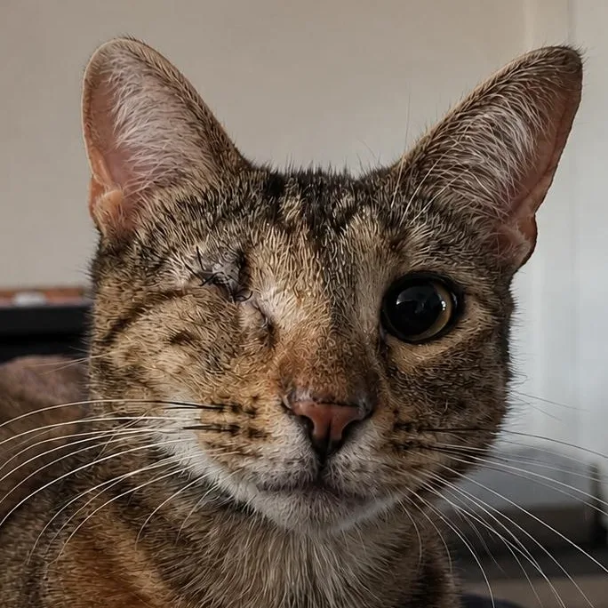 A young large-sized female Tortoiseshell Domestic Short Hair cat named Ember for adoption in Santa Ana, CA