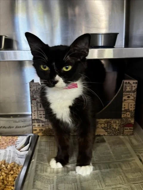 A young small-sized female Domestic Short Hair cat named Mama for adoption in Los Angeles, CA