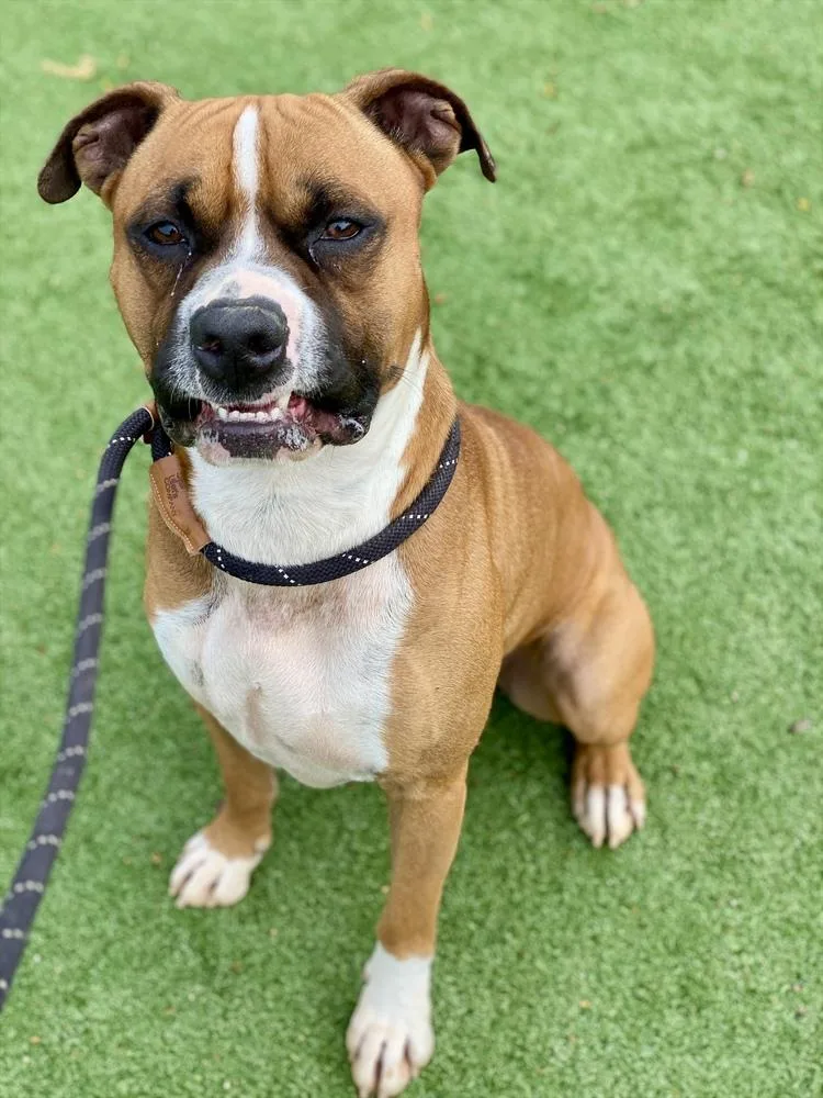 Sanderson thumbnail 4