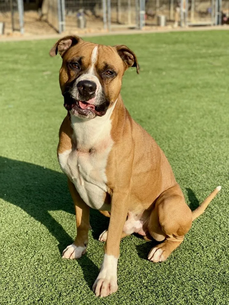 Sanderson thumbnail 5