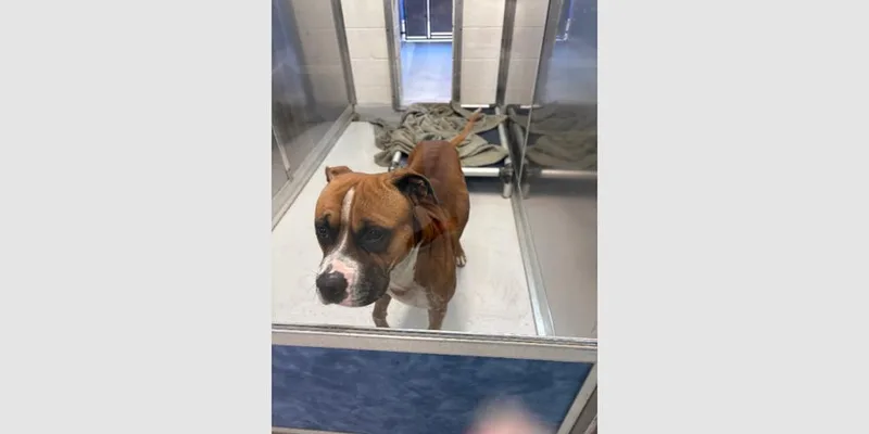 Sanderson thumbnail 6