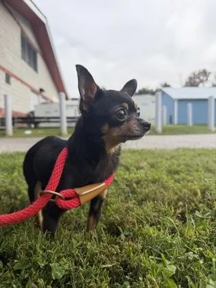 An adult small-sized female Chihuahua dog named Luna for adoption in Fallston, MD