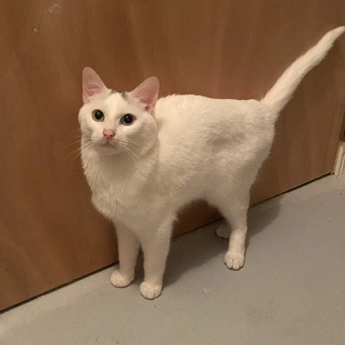 A young medium-sized male White Domestic Short Hair cat named Aspen for adoption in Plainville, CT