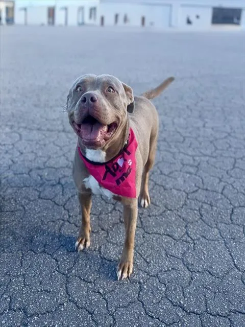 A young large-sized female American Bulldog dog named Mable for adoption in Miami, FL