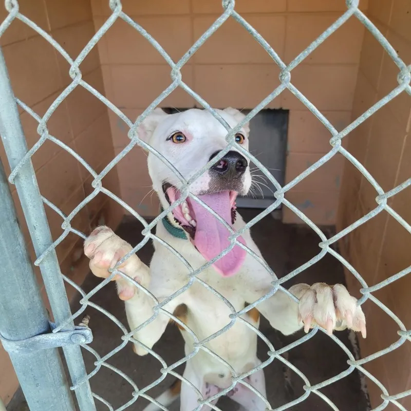 An adult small-sized male Hound dog named Charlie for adoption in Gautier, MS