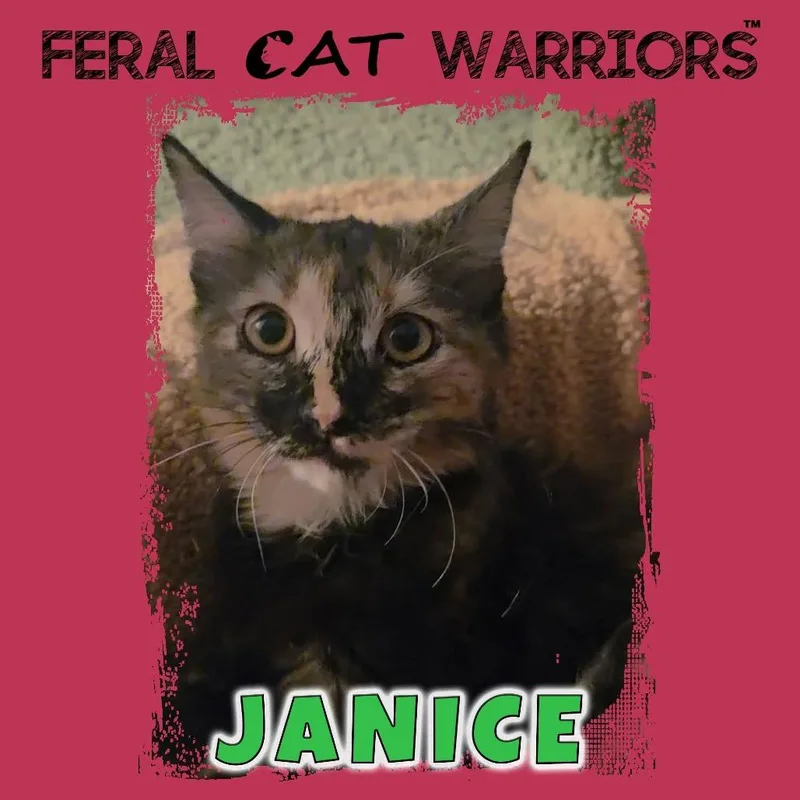A baby small-sized female Tortoiseshell Domestic Medium Hair cat named Janice for adoption in Kingman, AZ