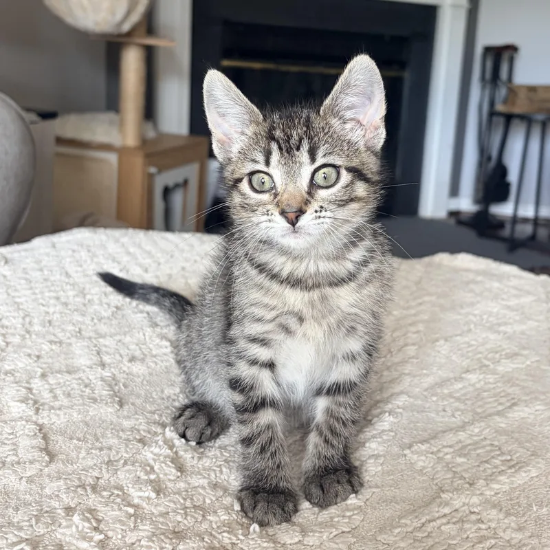A baby small-sized female Tabby (Brown / Chocolate) Domestic Short Hair cat named Clara for adoption in Alexandria, VA