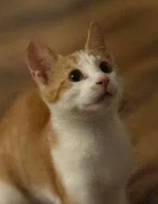 A baby large-sized male Orange & White Domestic Short Hair cat named Archee for adoption in Lemoyne, PA