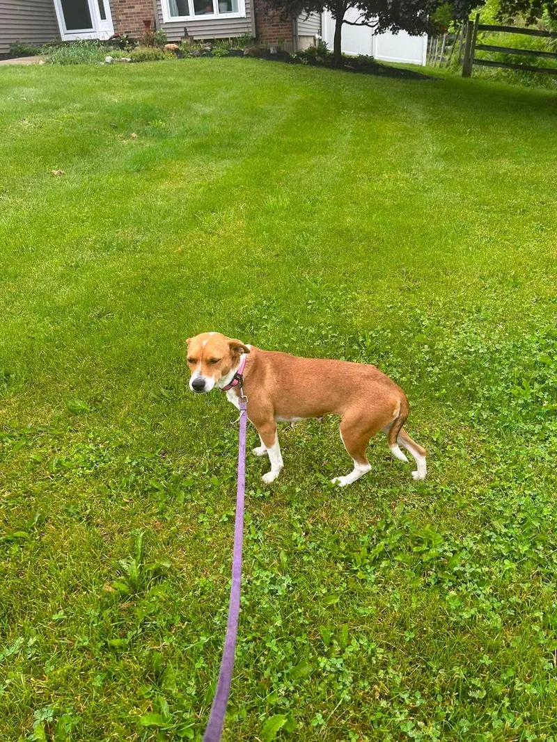 An adult small-sized female Mixed Breed dog named Lil Mama for adoption in Rochester , NY