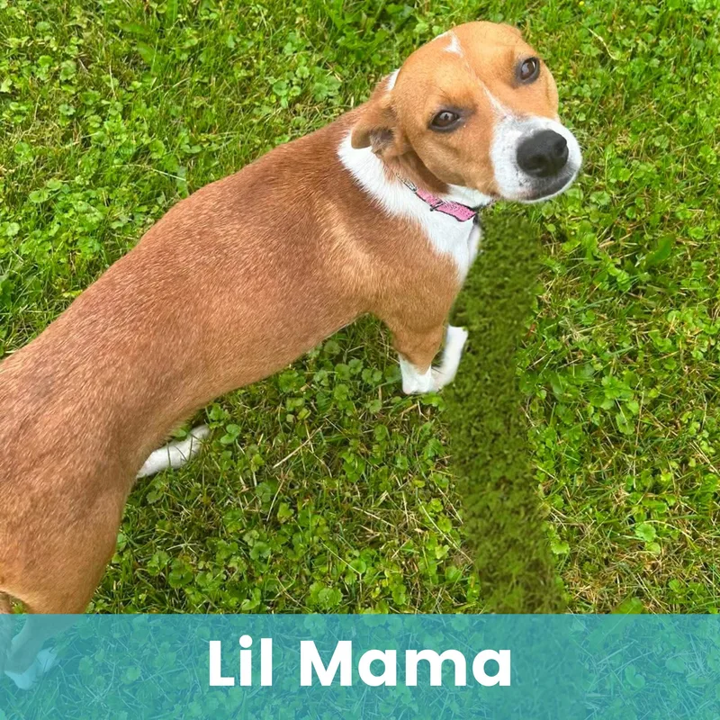 Lil Mama thumbnail 3
