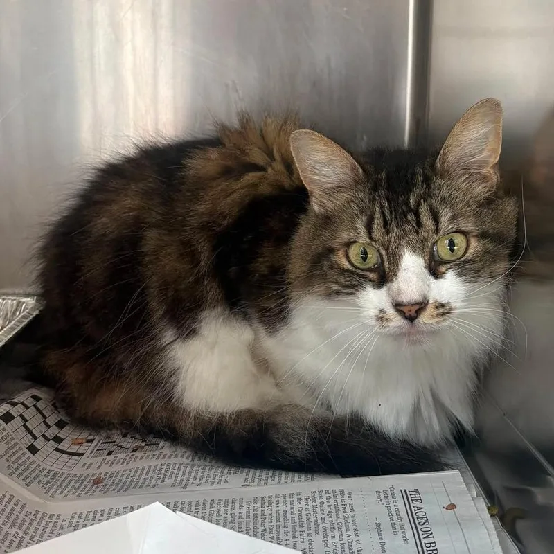 An adult large-sized male Brown / Chocolate Domestic Medium Hair cat named Flynn for adoption in Huntington, WV