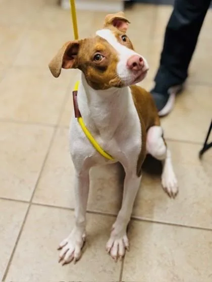 An adult medium-sized female Brown / Chocolate Mixed Breed dog named Roxy for adoption in Covington, LA