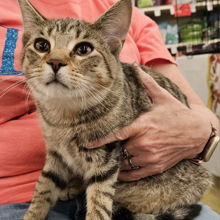 Jose Cuervo thumbnail 2