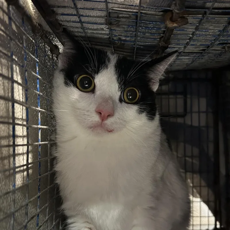 A young medium-sized female White Domestic Short Hair cat named Betty for adoption in San Gabriel, CA