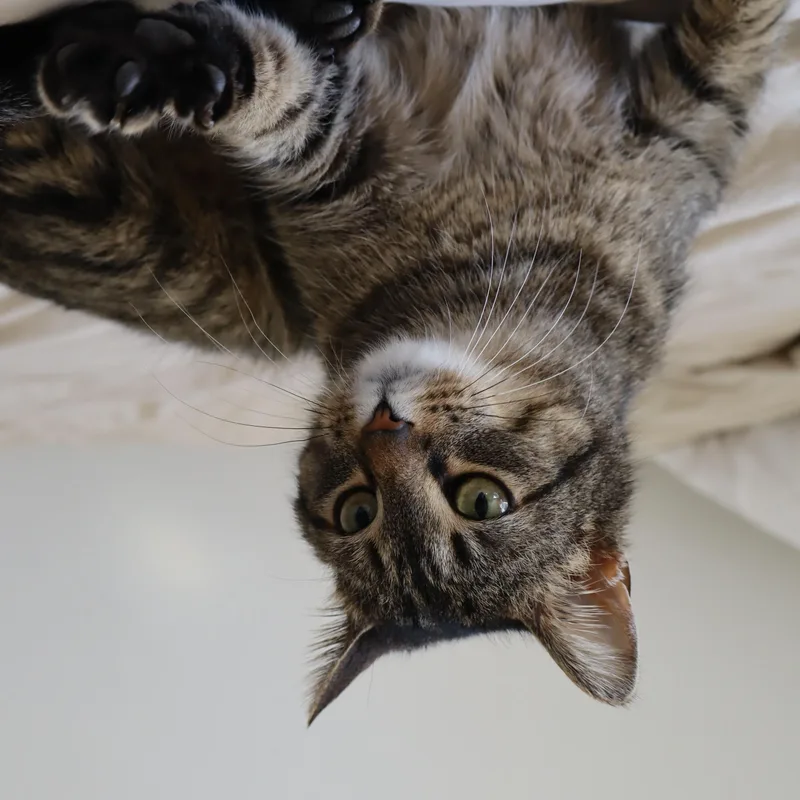 An adult medium-sized female Tabby (Brown / Chocolate) Domestic Short Hair cat named Tilapia for adoption in Evanston, IL