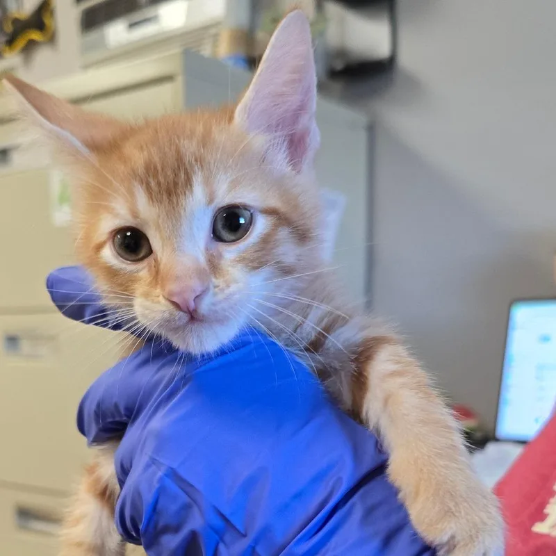 A baby small-sized male Orange / Red Domestic Short Hair cat named Cosmo for adoption in East Hanover, NJ
