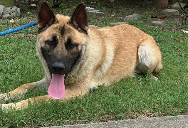 A young large-sized female Belgian Shepherd / Malinois dog named Speedy for adoption in Dallas, TX