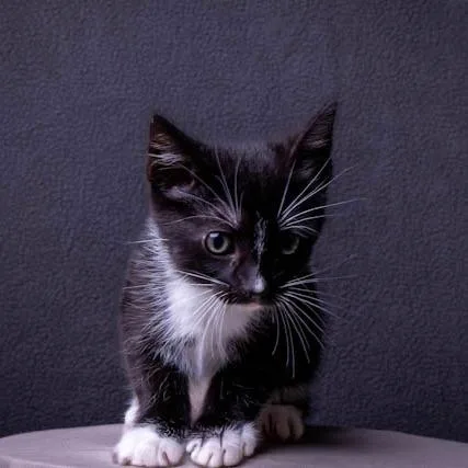 A baby small-sized male Black Domestic Short Hair cat named Bruce for adoption in Long Beach, CA