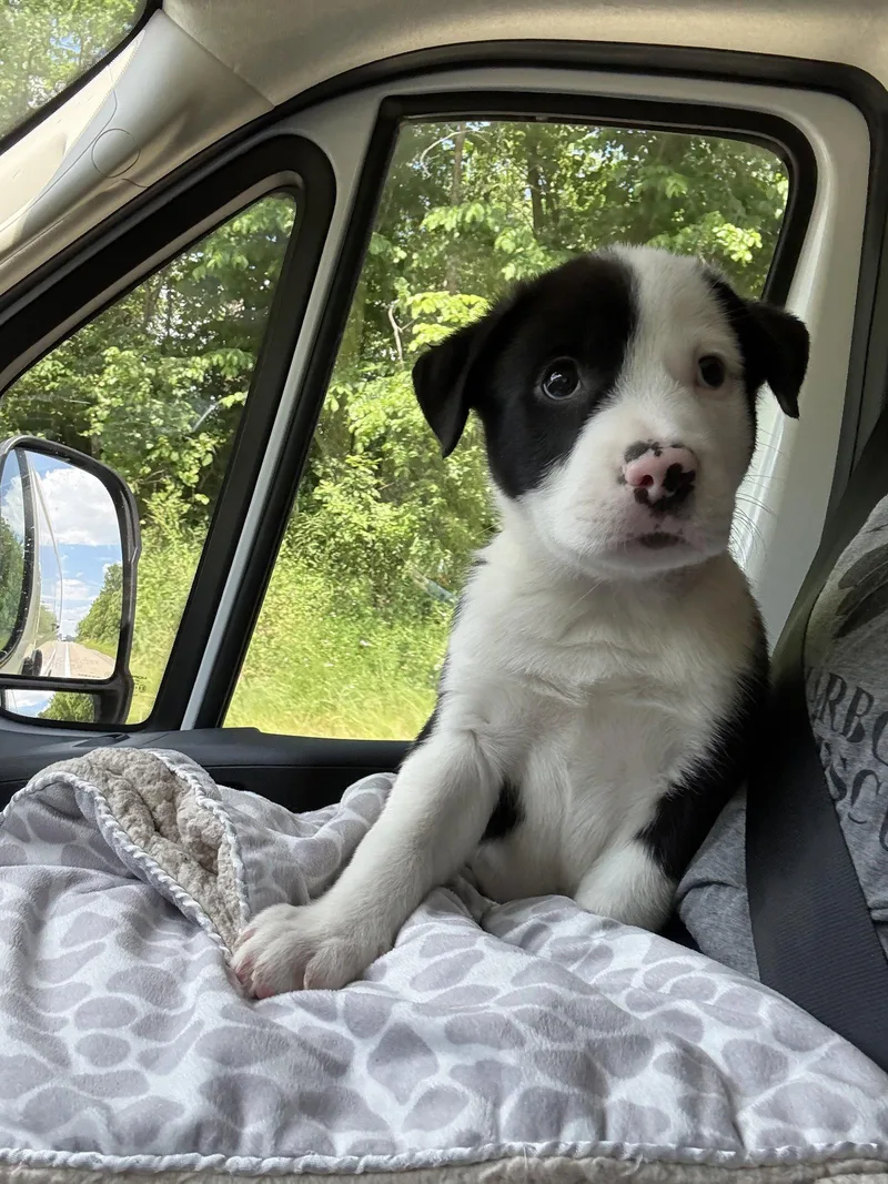 A baby small-sized male Alaskan Malamute dog named Oscar for adoption in Springville, NY