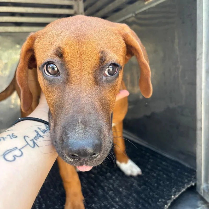 A young medium-sized female Brown / Chocolate Mixed Breed dog named Valentina for adoption in St Joseph, MO