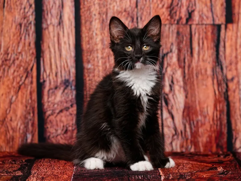 A baby medium-sized male Domestic Medium Hair cat named Templeton & Thumper for adoption in Rocklin, CA
