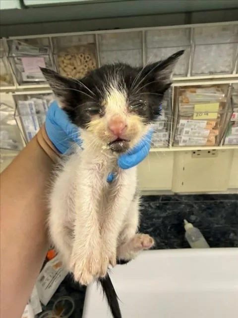A baby medium-sized female Black & White / Tuxedo Domestic Short Hair cat named Yellow for adoption in Woodland, CA