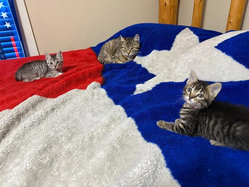 A baby large-sized female Tabby cat named Willow for adoption in Nacogdoches, TX
