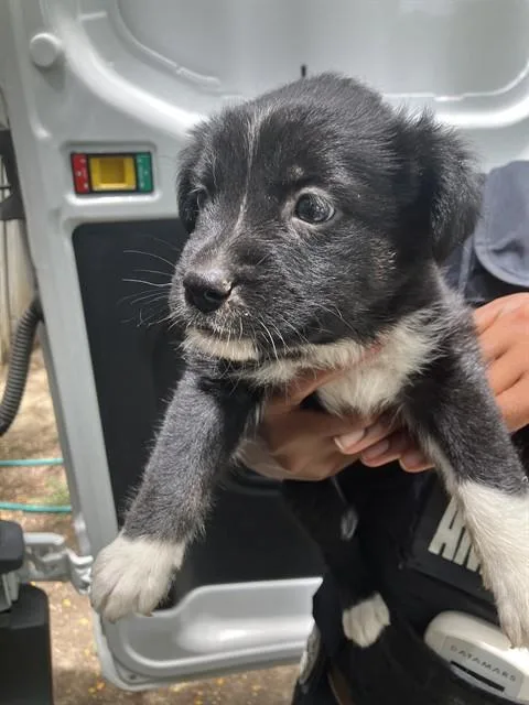 A baby small-sized female Mixed Breed dog named Waverly for adoption in Dallas, TX